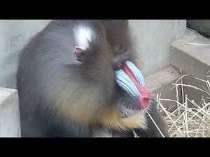 夫婦仲良し🐒＃マントヒヒ＃マント＃京都市動物園＃ゴリラ＃亀＃