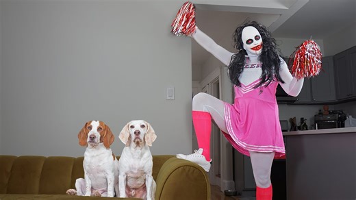 Dogs vs Zombie Cheerleader! Maymo & Potpie Get Pranked