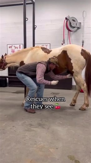 The Consequences of Irresponsible Over Breeding