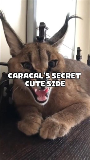 The Caracal: A Wild Cat With a Cute Secret! #caracal #cat #shorts