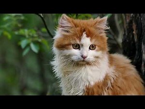 Cute Kittens and Cats Jumping & Playing | Funny Cats Compilation meow