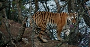 Siberian Tiger Quest - Preview