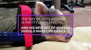 He was born without the use of his hind legs, but Miracle the mini pig is a fighter. (H/T Humankind) | WCNC Charlotte