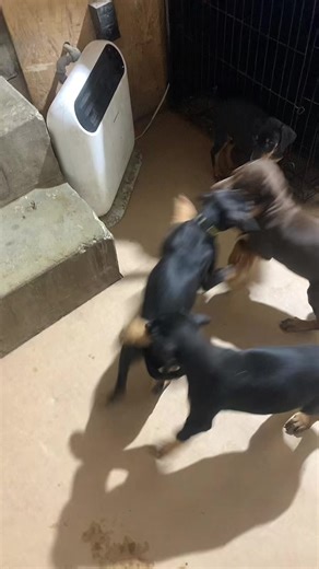 Adopt a Doberman Puppy: Your New Forever Friend