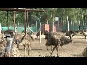 emu farming in hoshiarpur PUNJAB Rana Emu Farms