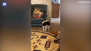 Lamb lets out loud protest when owner catches it inside house