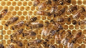 Active work of bees. Bees build honeycombs. They work in a team.