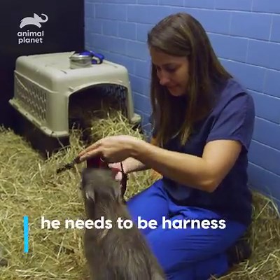 1.4M views · 55K reactions | This warthog's harness traning is the cutest thing we've ever seen! #InsideTheZoo | Animal Planet | Facebook