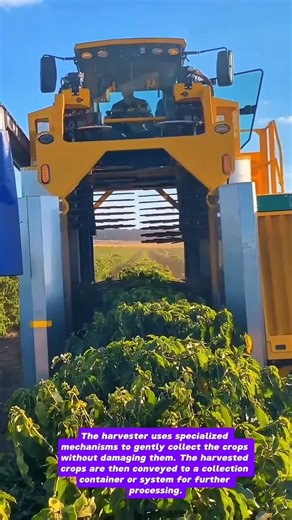 Automated Harvesting: Specialized Crop Harvester in Action!