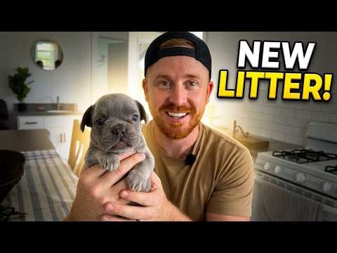 Saphire & Tommy's French Bulldog Puppies Will MELT Your Heart