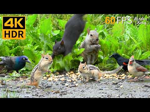 Cat TV 😻🐦 Adorable Birds, Chipmunks & Squirrels for All Pets 🐿 4K HDR 60FPS