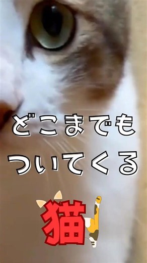どこまでもついてくる、おかあさん大好き猫🐱 #猫 #癒し #甘えん坊猫 #保護猫 #モフモフ警備隊 #メロくん