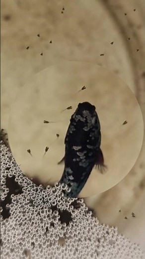 Betta fish Breeding||1 day old betta fry betta fish eggs hatching. 🌸💛❤🥰