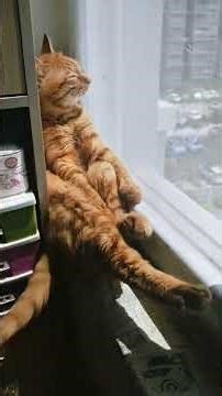 Cats Acting Like Humans 😂 | Funniest Cat Moments #shorts