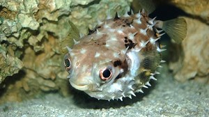 Le poisson-ballon se répand dans la Méditerranée et met en danger la biodiversité