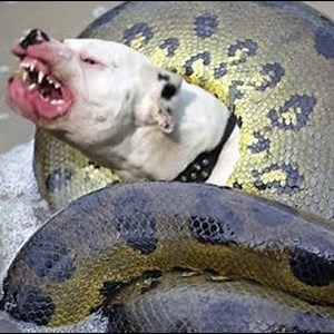 Two Dogs VS Python Underwater - Who Will Win | Blue Sky Animals