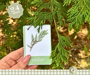 Tree Leaf Identification Cards: Montessori Homeschool Nature Study (PDF) - Etsy
