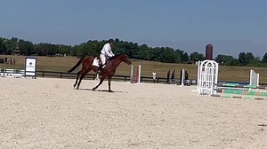 Oooooh Snapper! Such a lovely horse who has come such a long way with so much more to go. It is so fun to be a part of developing them. #snapper #ottb #tbmakeover | Pacific Farms Incorporated | Facebook