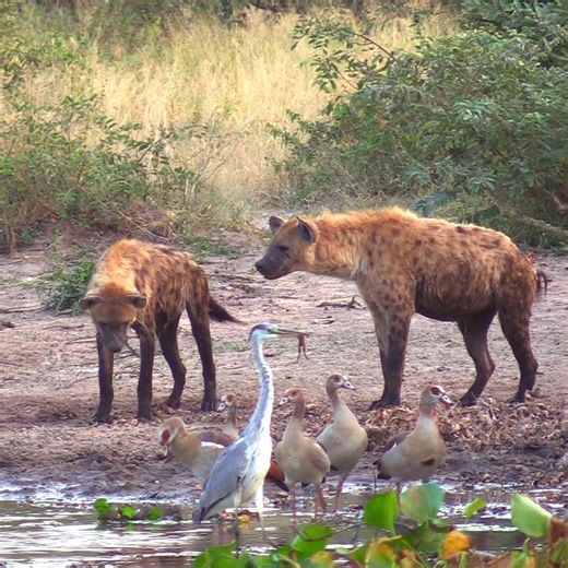 355K views · 4.5K reactions | A busy morning at the Gardenia bird hide on the S119 with noisy Geese, Grey Heron with a toad in the mouth, and Hyenas trying to relax at the waters edge. #wildlife #animals #nature | Latest Wildlife Sightings | Facebook