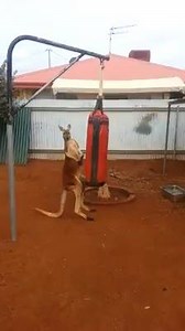 19K views · 148 reactions | Check out this vision of a Red Kangaroo in training for the upcoming Kangaroo Kick Boxing World Championship. Will Kangaroos one day take over Australia and the world? | Ya know ya a black fulla when | Facebook