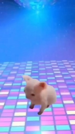 Bingus B. on Instagram: "YOU ROCKIN WITH BINGUS’S MOVES ⁉️⁉️⁉️"