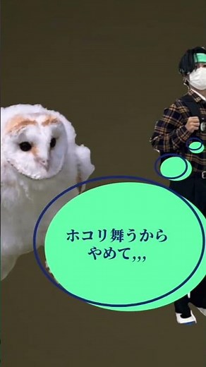 ぜんそく持ちのえっほえっほ #エッホエッホ#ぜんそく #えっほえっほ #フクロウ #ミーム