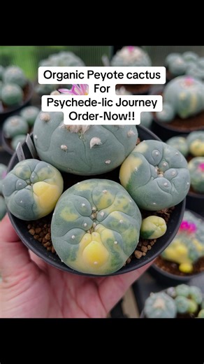 "Unlock the power of nature with our premium peyote products 🌵✨ Perfe...