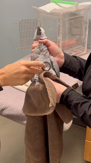 Brody is a healthy parrot, but he still needs to have an annual exam and he strongly dislikes them. I’ve been told my several people that he’s their most dramatic parrot they treat and he makes everyone laugh with his antics. Gotta love this cranky old man #africangrey #parrot #veterinarian #drama #reaction #funnyanimals #adoptdontshop | The Parrot Lady