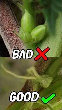 How to spot male vs female plants 🔍🌱🧐
