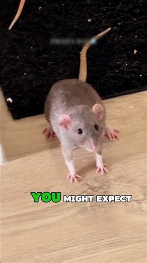 Why Do Rats Freeze Instead of Running?