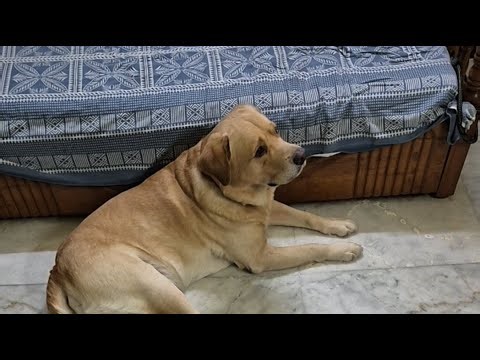 CRIMEMASTER COCO - THE LABRADOR is live