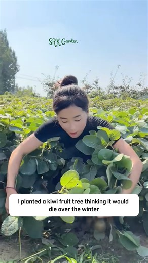 15K views · 225 reactions | Kiwi Fruit Tree | SRK | Facebook