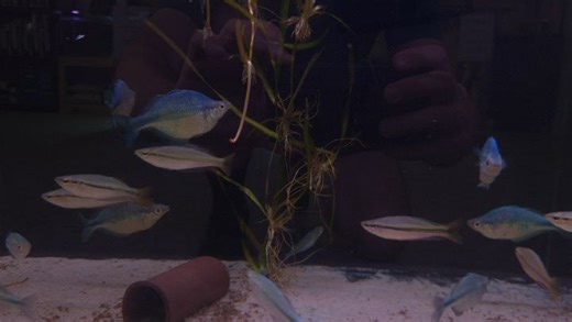 Perth Aquarium Shop on Reels