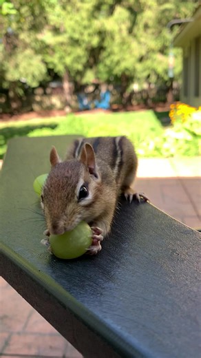 Have A Grape Day #chipmunk #cuteanimals #adorableanimals
