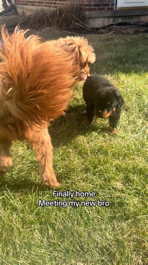 Welcome Home Axel: A New Family Member