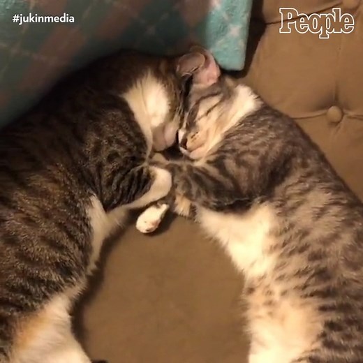 19K views · 1K reactions | It's nap time for these cat siblings. ❤️ #jukinmedia | People | Facebook