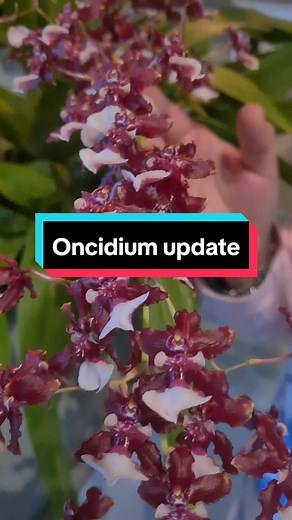 Oncidium Sharry Baby x Heaven Scent Redolence Quick update on the stunning Oncidium that has started flowering. It was sold as a Wildcat but, surprise it is not. So now it has correctly been identified as a Sharry Baby x Heaven Scent Redolence. You learn something new every day! #orchid #orchids #orchidmom #orchidlover #orchididentification #oncidium #oncidiumorchids #oncidiumcare #orchidfaq