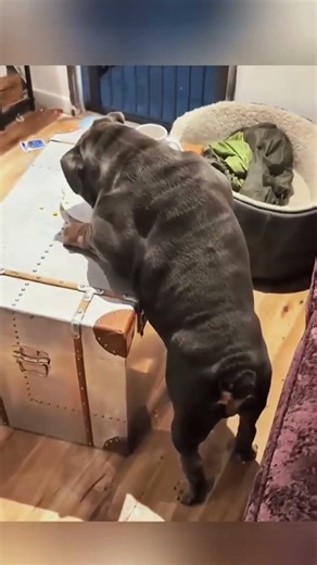 Cat plays with toilet paper, disaster mode 🤣🐱 #cat #fyp #Funny #viral #funnyvideos