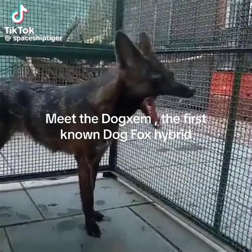 Dogxem: The First Dog-Fox Hybrid Discovery