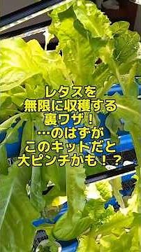 【落とし穴】レタス無限収穫の裏ワザ…のはずが、流水型栽培キットの盲点に気づきました #水耕栽培 #家庭菜園 #レタス #無限収穫 #流水型栽培キット