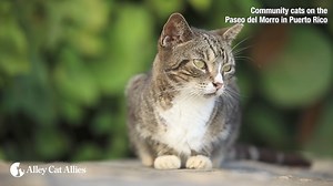 21K views · 7.1K reactions | Cats in Puerto Rico are in danger❗ Alley Cat Allies is taking historic action against a U.S. National Park Service plan to remove and kill community cats living on federal lands in Old San Juan, Puerto Rico. But we need compassionate advocates like you standing with us to save these cats' lives. Help us save the cats of the Paseo del Morro. Please donate today and join our fight. | Alley Cat Allies | Facebook