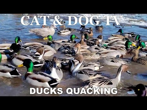 Cat & Dog Video: Duck Quacking Sounds - Canada Snow Goose, Mallard, Wood, Pintail, Teal, Pigeon