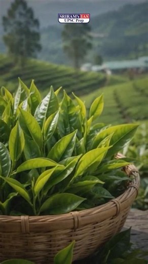 India's First Matcha Tea! 🍵 Assam Creates History