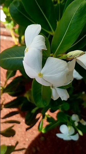 performing Buttons. (C) 2006 Pussycat Dolls, LLC#ThePussycatDolls​ #Buttons​ #Remastered​