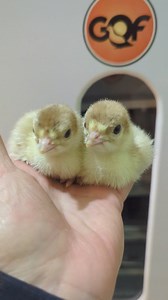 Bourbon red turkey poults. So sweet. | Cajun Creek Farm