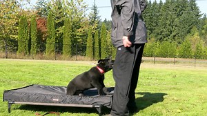 6.1K views · 187 reactions | Training Day with Luxor  | Kraftwork K9 Pro German Shepherds | Facebook