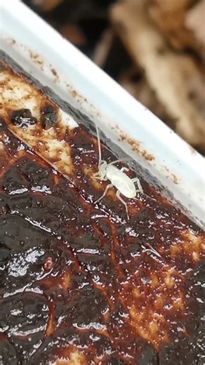 Very small young white cockroach on a compost bin lid #cockroach #insects #animals #shorts