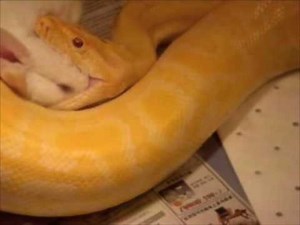 Python Eating Rabbit