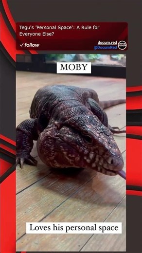 Tegu's 'Personal Space': A Rule for Everyone Else?