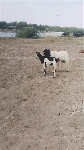 🐐 تربية الماعز وعملية التزاوج الطبيعية